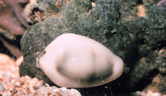  Cypraea moneta (Money Cowry)